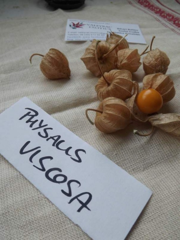 Csillagszőrű földicseresznye - Különleges padlizsánok az Egzotikus Növények Stúdiója kínálatából